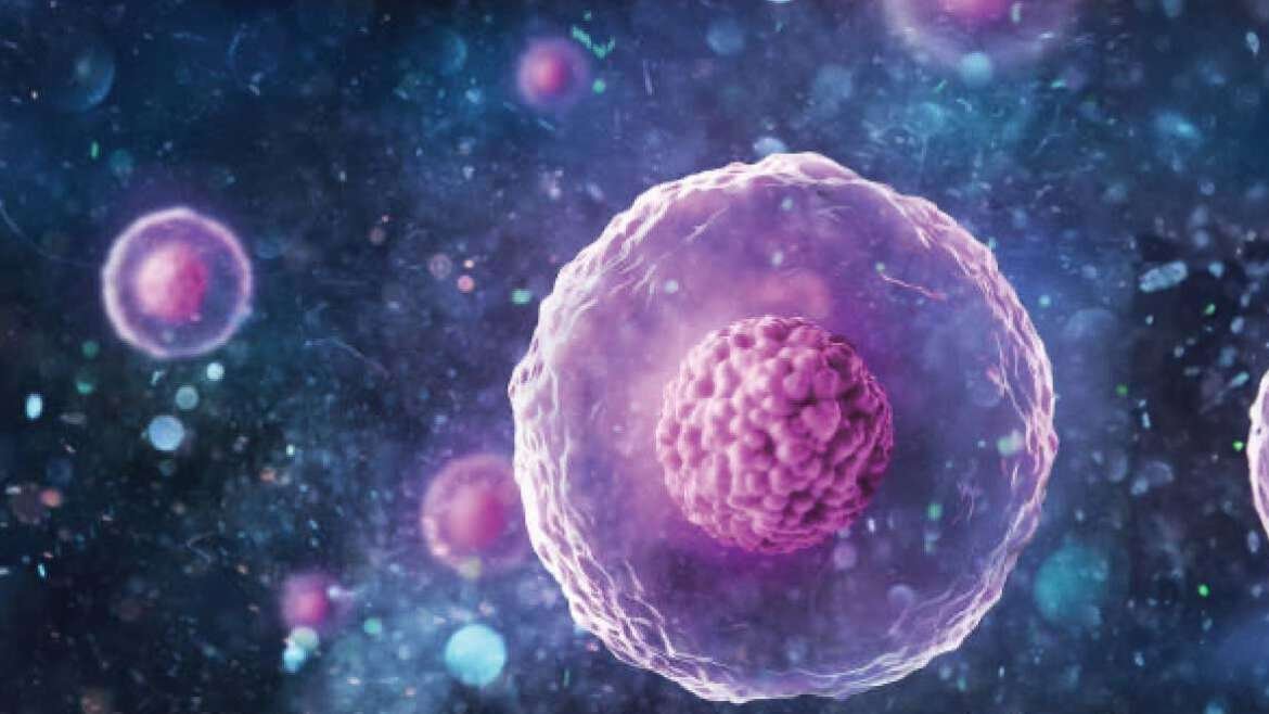 Egg donation