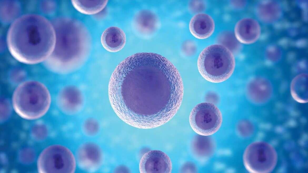 Embryo Donation