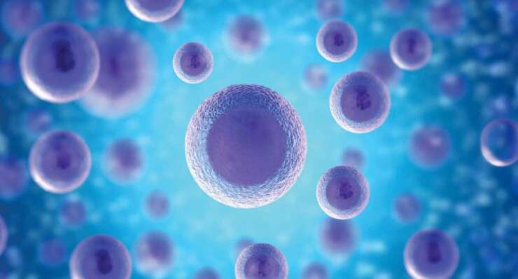 Embryo Donation